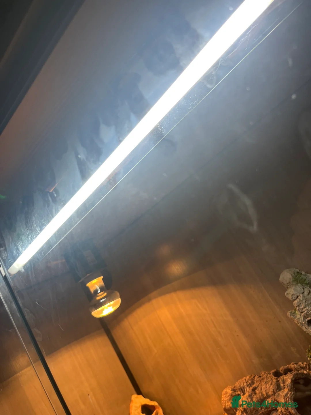 Bearded Dragon reptiles for sale: 5 month old bearded dragon  in Lampeter - Advert 6