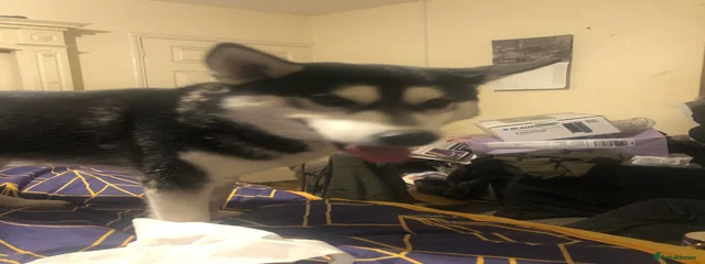 Demon