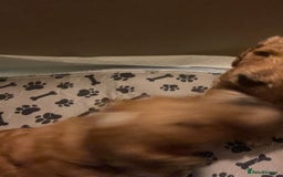 Mixed Breed dogs for sale: Irish doodle x Poodle Pointer puppies. Stunning!!! - Image 9