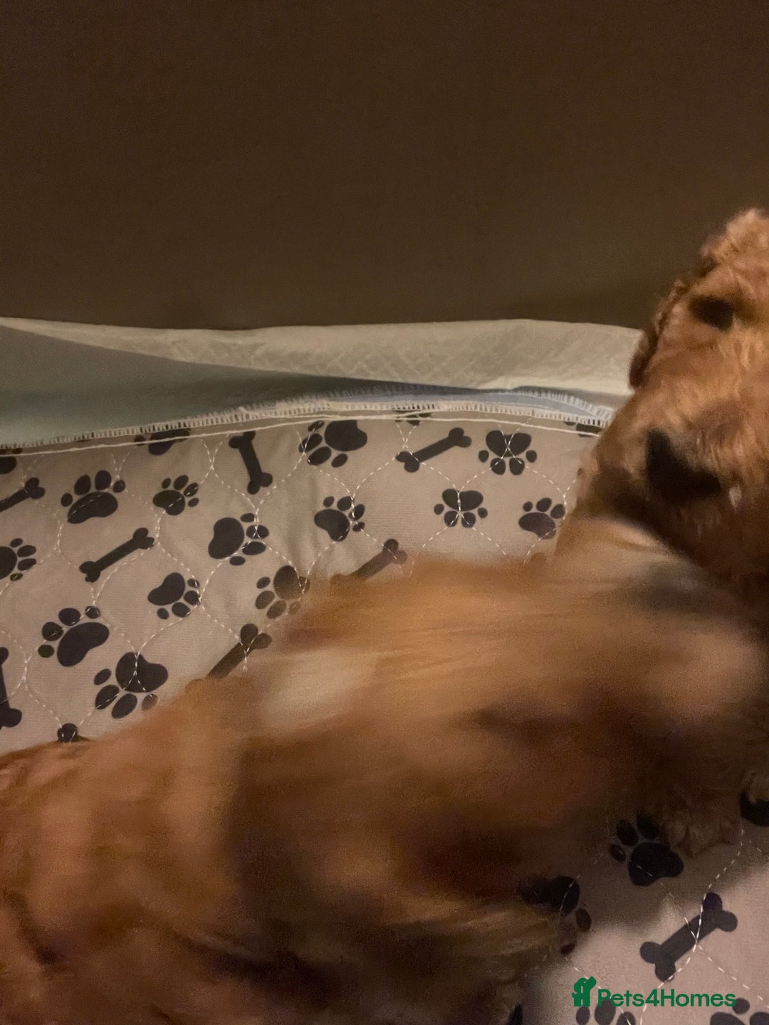 Mixed Breed dogs for sale: Irish doodle x Poodle Pointer puppies. Stunning!!! - Image 9