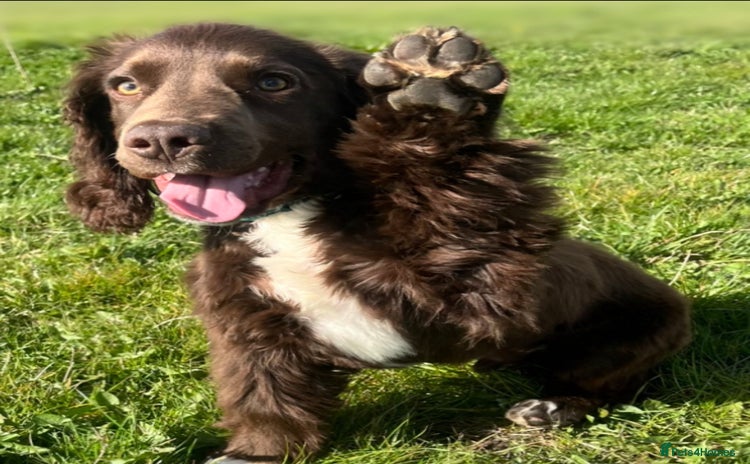 Cockapoo dogs - Advert 13