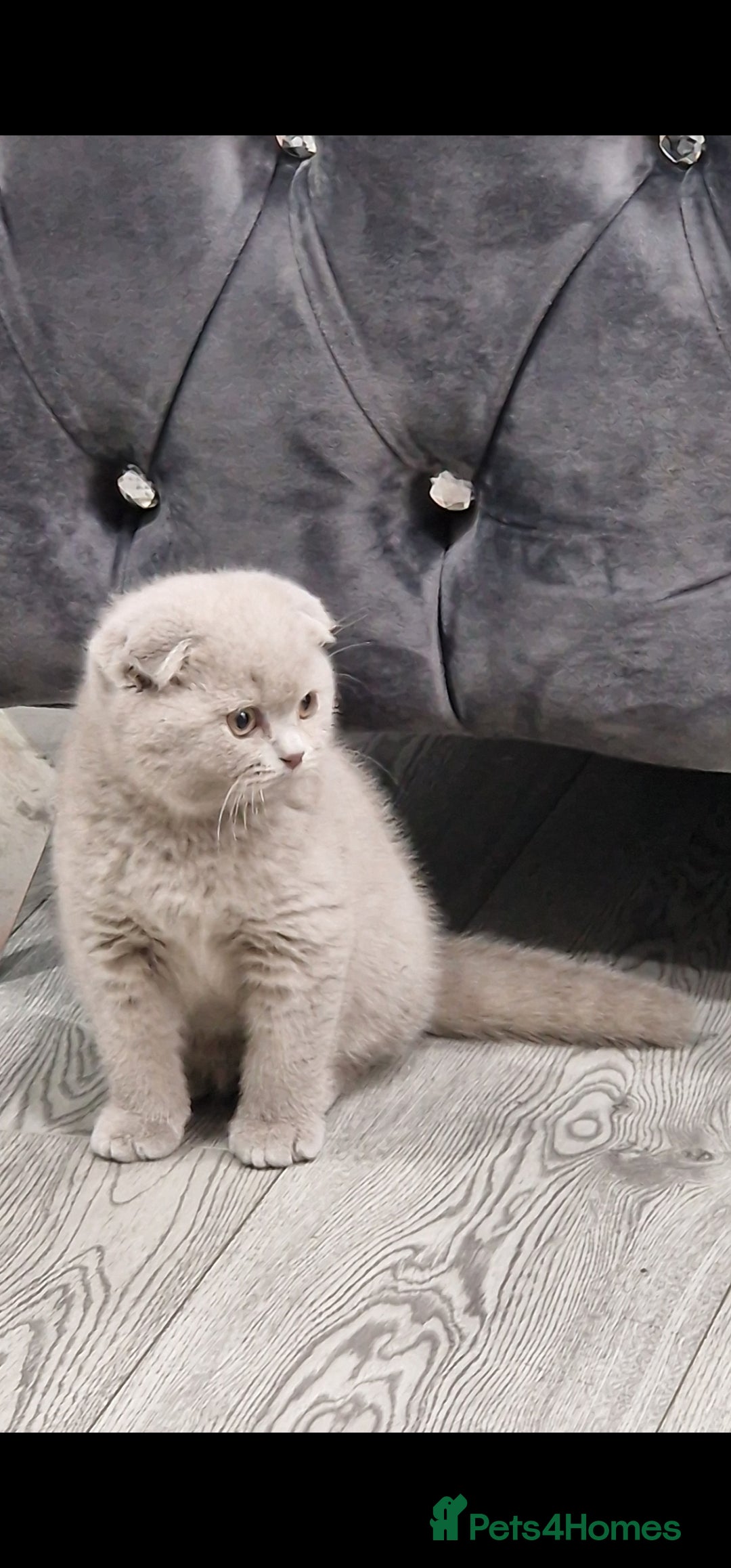 Scottish Fold cats for sale: *LAST ONE* Lilac Scottish Fold Kitten For Sale! - Advert 3