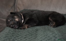 Shepsky dogs for sale: German shepherd x husky puppies - Image 33