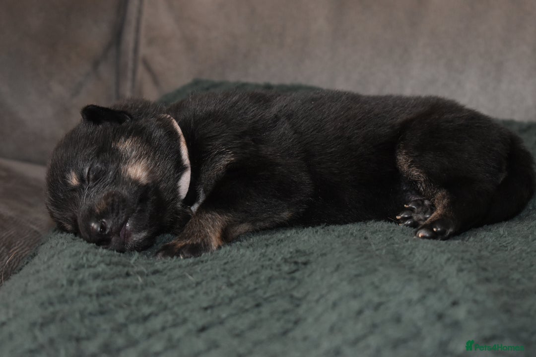Shepsky dogs for sale: German shepherd x husky puppies - Image 33