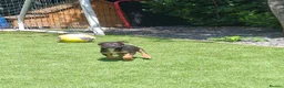 German Shepherd dogs for sale: REDUCED DUE TO MOVING HOME  - Advert 9