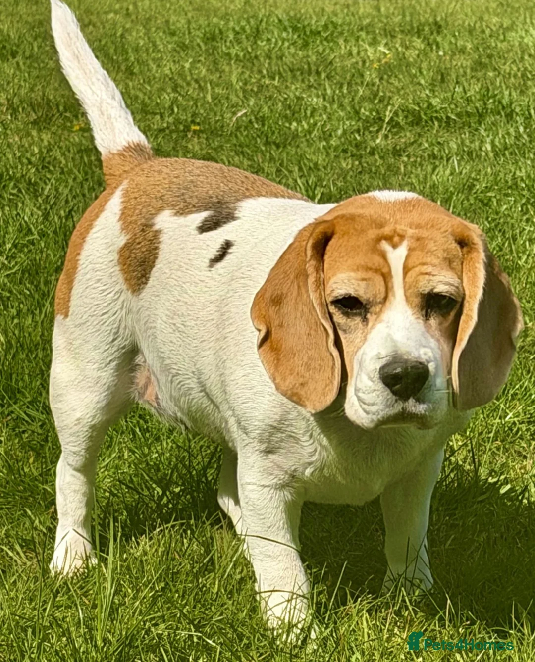 Beagle dogs for sale: Beagle Female - Advert 5