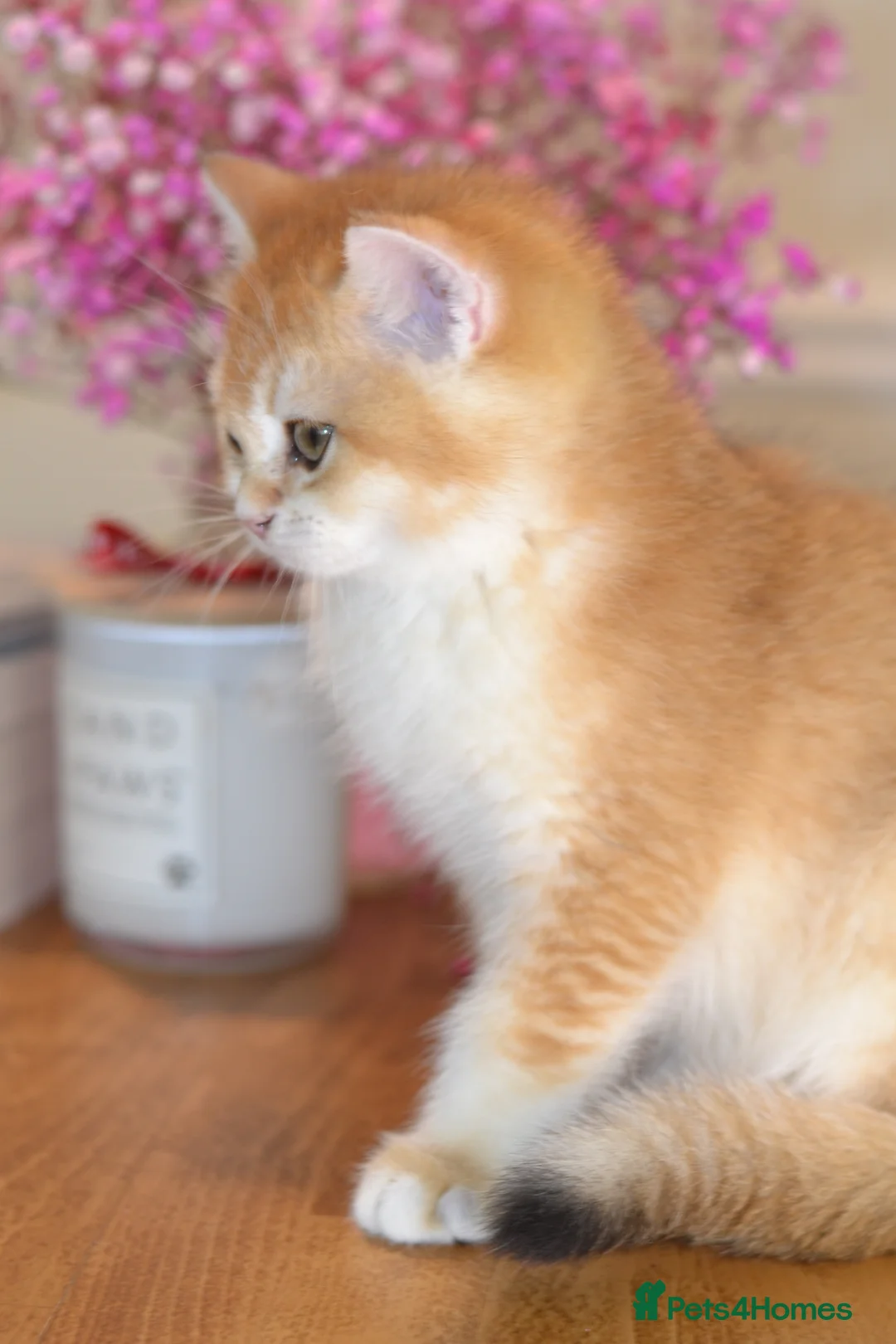British Shorthair cats for sale: GCCF/TICA Stunning Golden BSH Chinchilla Kittens - Advert 2