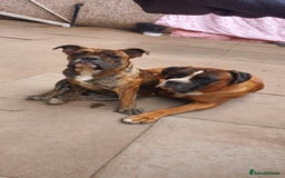 Olde English Bulldogge dogs for sale: Olde thyme bulldogge - Advert 1