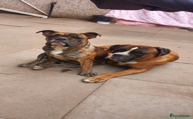 Olde English Bulldogge dogs Olde thyme bulldogge - Advert 1