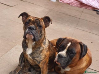 Olde English Bulldogge dogs for sale: Olde thyme bulldogge - Advert 1