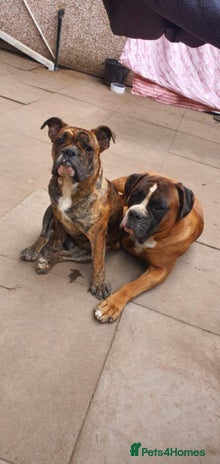 Olde English Bulldogge dogs Olde thyme bulldogge - Advert 1