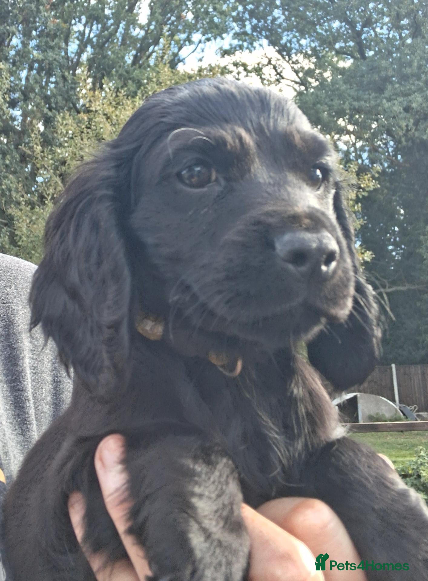 Cocker Spaniel dogs KC reg Working Cocker Puppies  - Advert 1