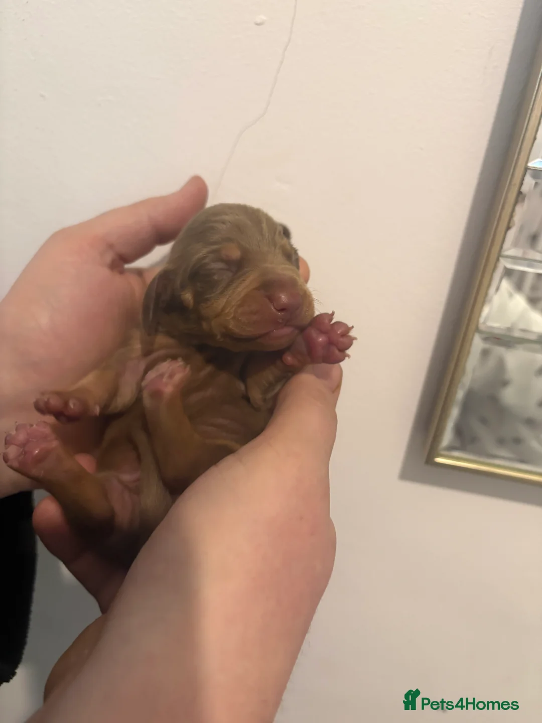 Miniature Dachshund dogs for sale: Miniature Dachshund Pups looking for Loving Homes - Advert 18