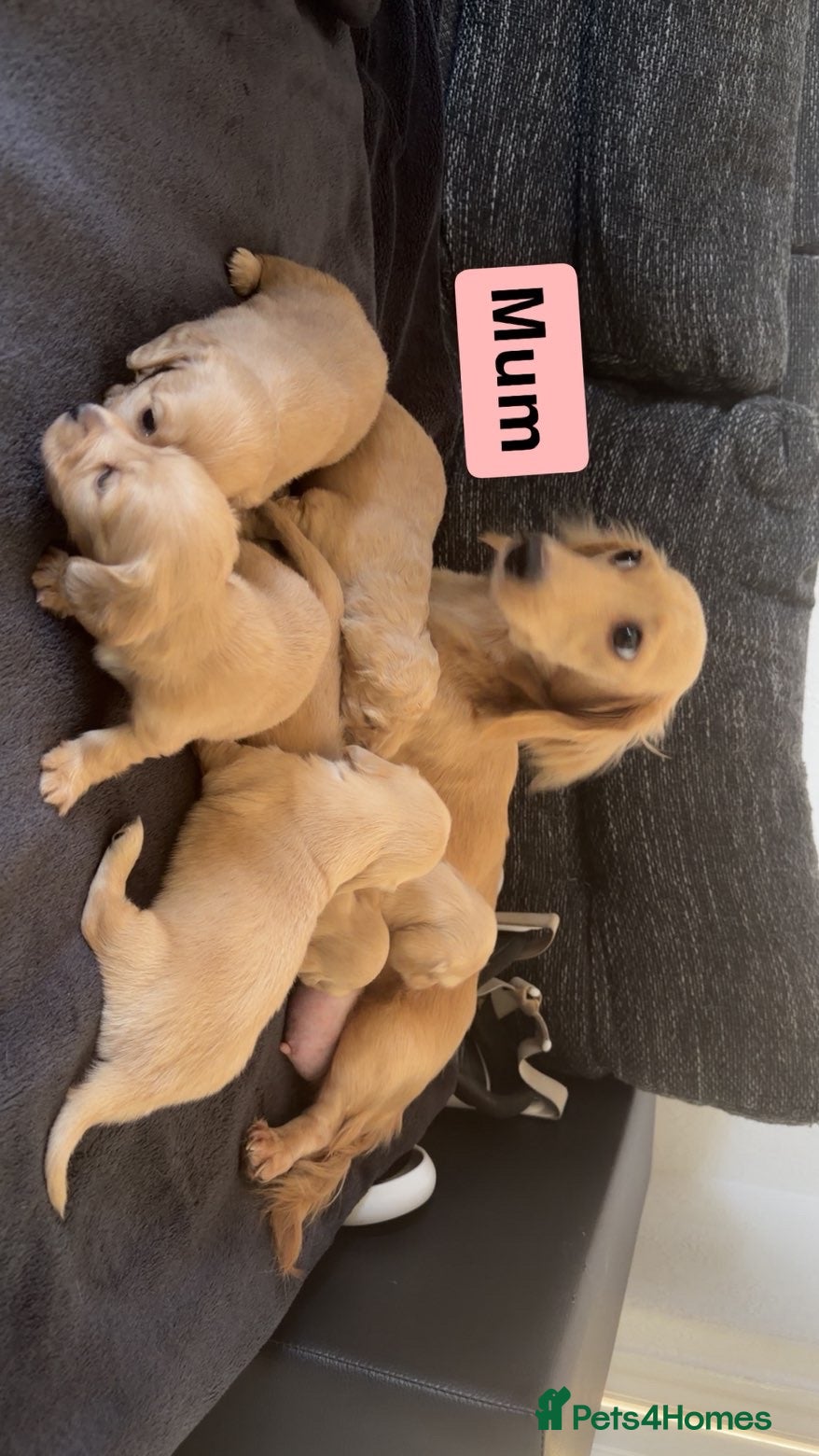Miniature Dachshund dogs Cream long haired mini dachshund puppies - Advert 2