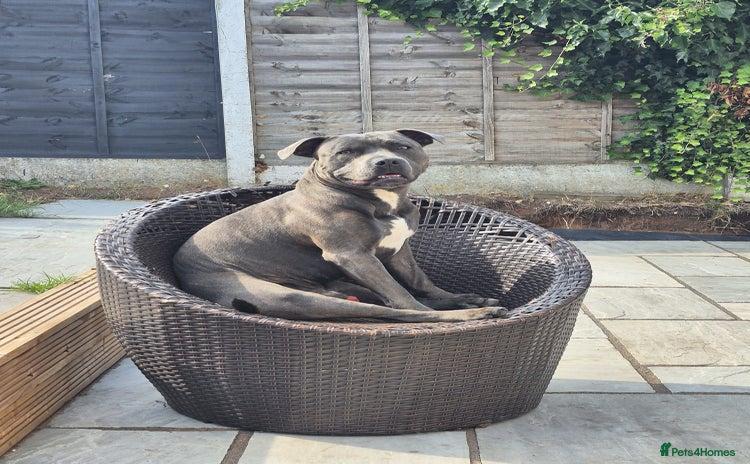 Staffordshire Bull Terrier dogs - Advert 1
