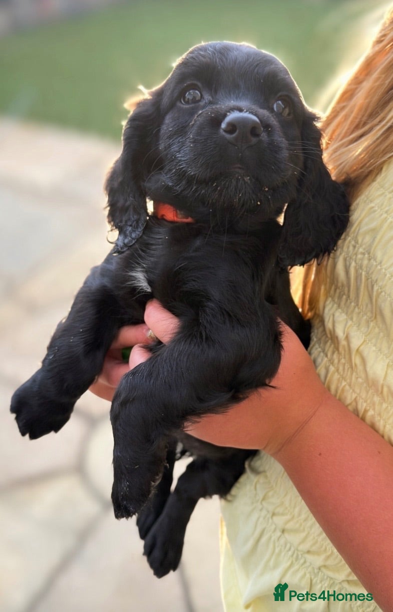 Cocker Spaniel dogs 2 BEAUTIFUL WORKING COCKER SPANIEL GIRLS.  - Advert 5