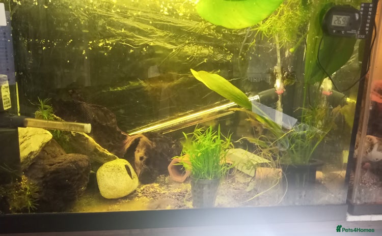 Live Bearers fish - Advert 1