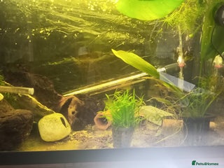 Live Bearers fish - Advert 4