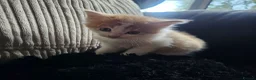 Mixed Breed cats for sale: Beautiful Kittens - Advert 12
