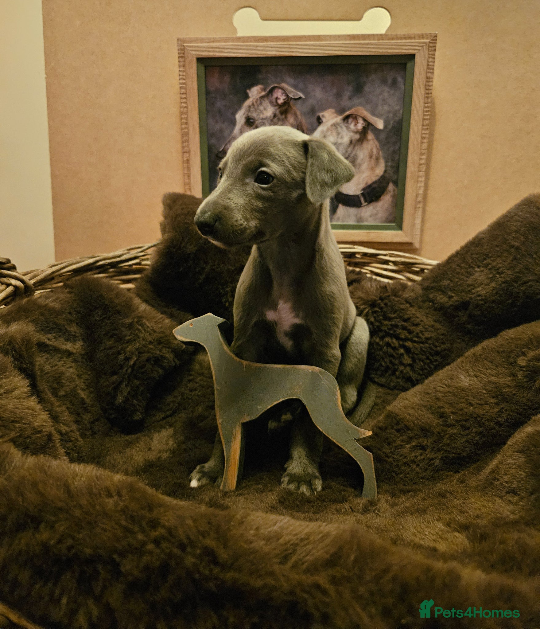 Whippet dogs for sale: Exquisite litter of whippet puppies  - Advert 1