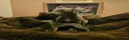 Whippet dogs for sale: Exquisite litter of whippet puppies  in Ormskirk - Advert 1