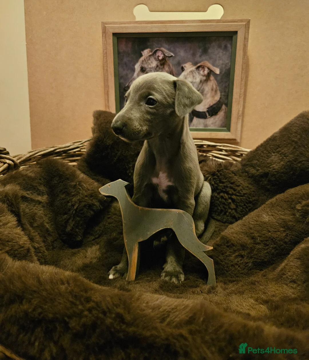 Whippet dogs for sale: Exquisite litter of whippet puppies  in Ormskirk - Advert 1