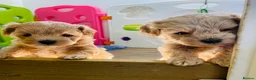 Maltipoo dogs for sale: Adorable Maltipoo Boys  - Advert 22