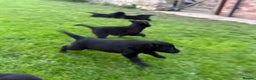 Border Collie dogs for sale: Fabulous Border Collie x Labrador Puppies - Advert 11