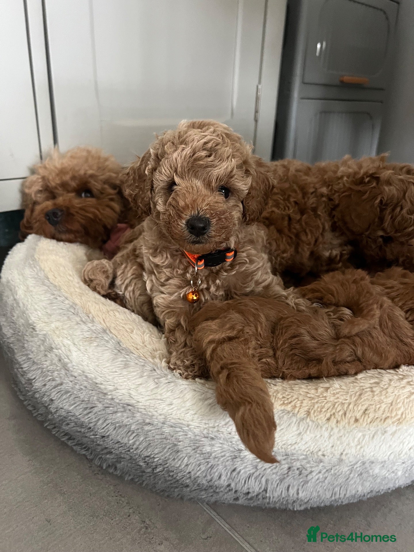 Toy Poodle dogs Gorgeous Toy Poodle Looking for Their Forever Home - Advert 1