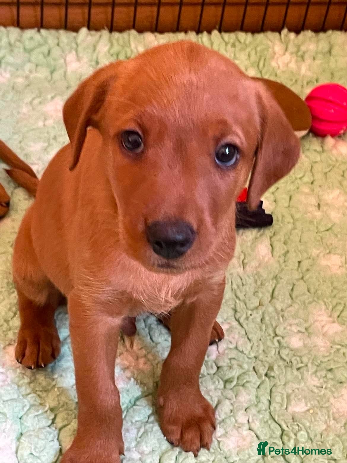 Labrador Retriever dogs KC REG FOX RED LABRADOR PUPPIES - Advert 1