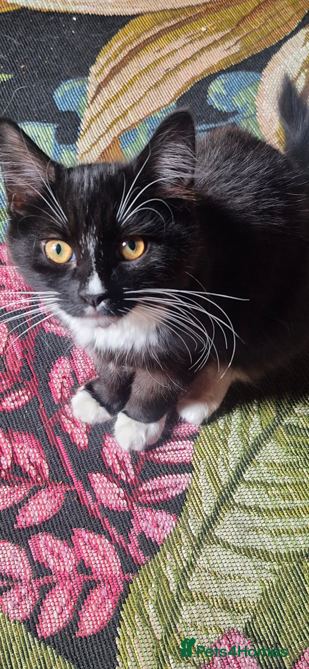 British Longhair cats for sale: ******. 2 female KITTENS.  - Image 9