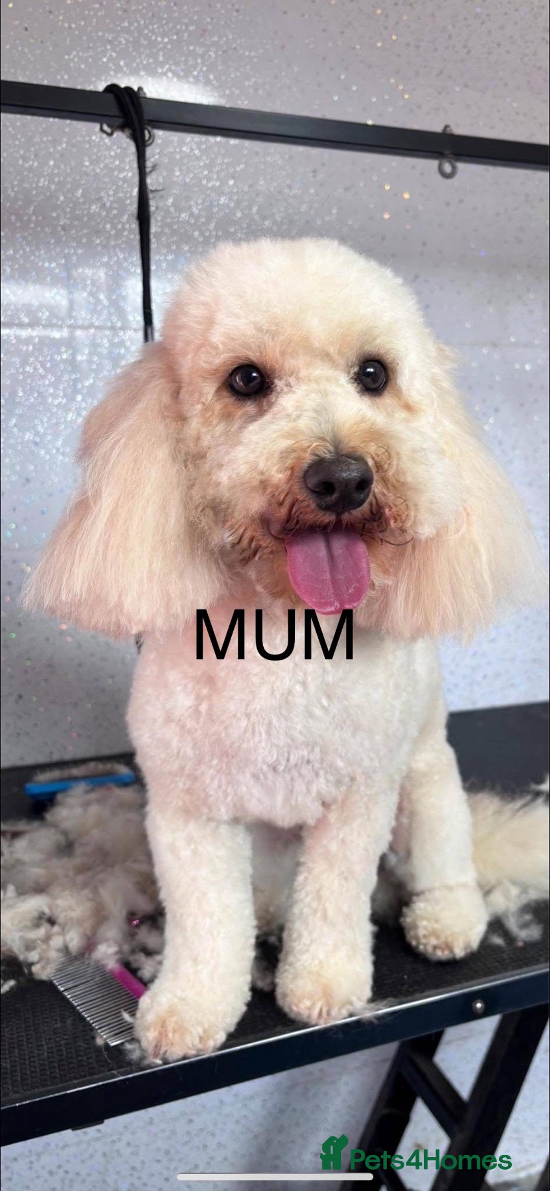 Poochon dogs for sale: 🐶🐾 4 STUNNING POOCHON PUPS 🐾🐶 - Image 13