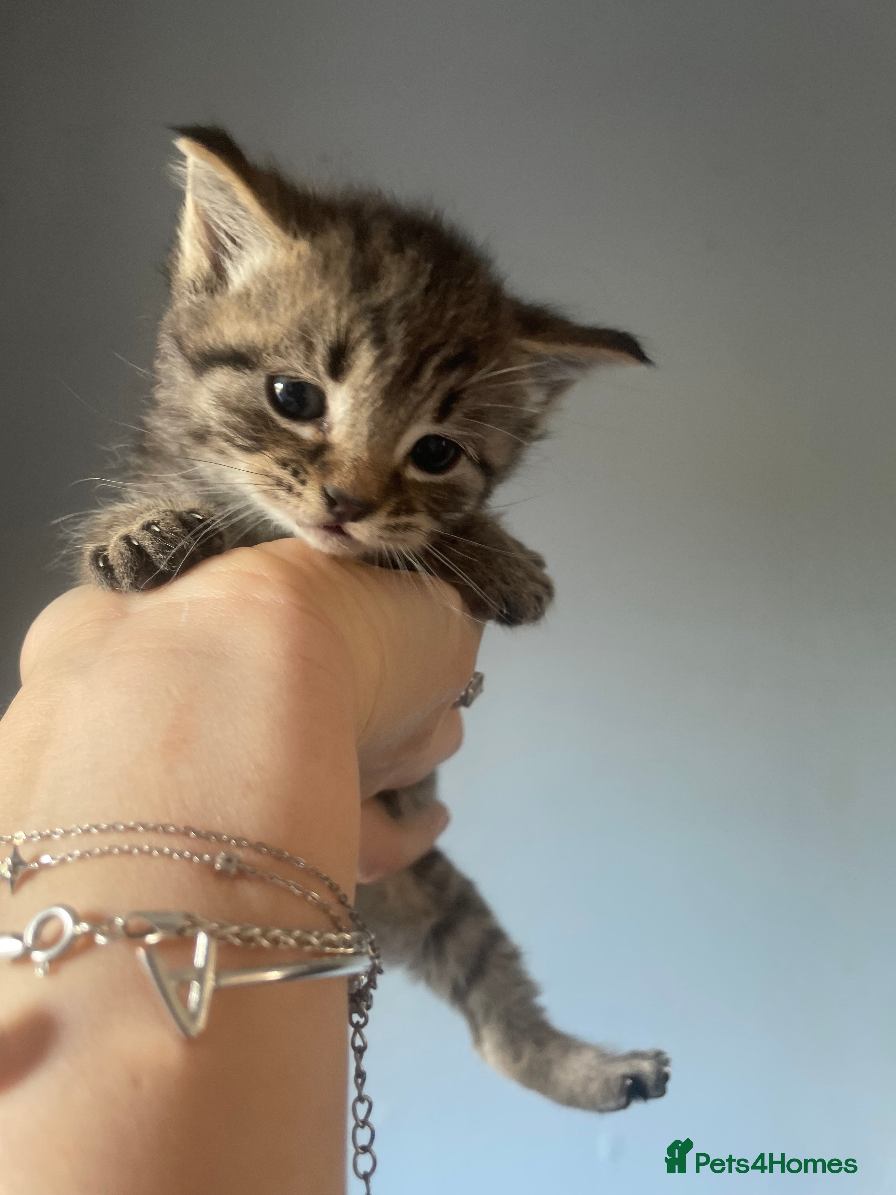 Mixed Breed cats 4 mixed kittens  - Advert 2