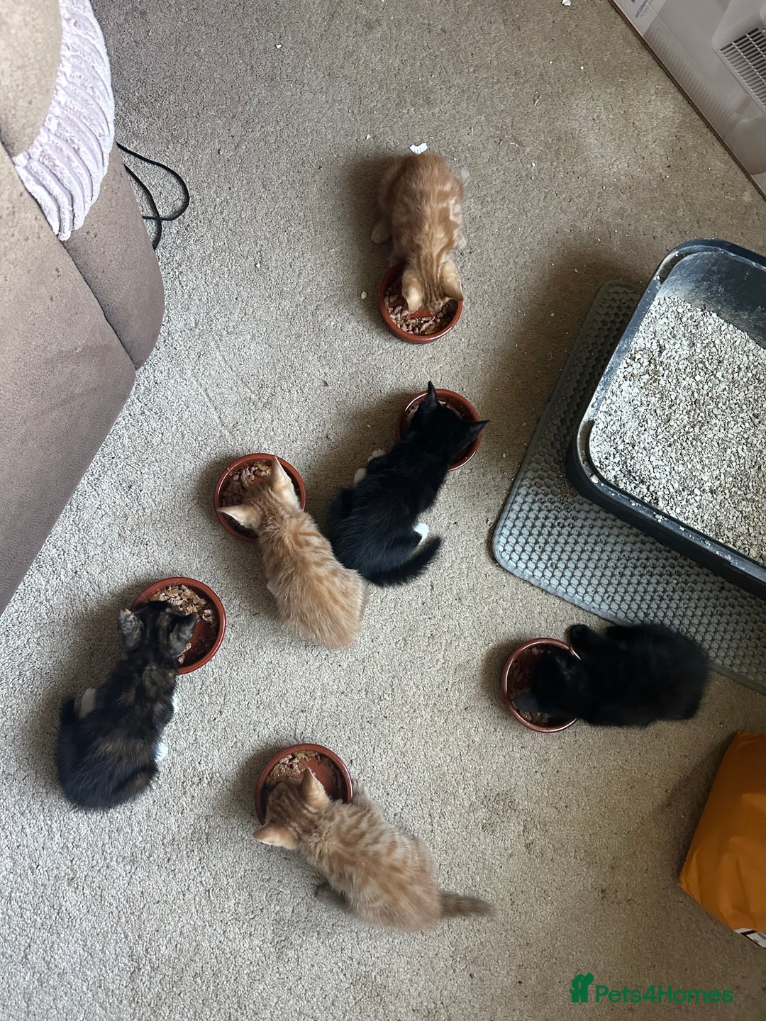 Mixed Breed cats for sale: 3 beautiful playful kittens  - Image 6