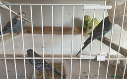 Budgerigars birds for sale: New baby budgies  - Advert 10