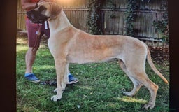 Great Dane dogs for sale: Amazing show quality Great Dane Puppies  - Advert 7