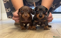 Miniature Dachshund dogs for sale: Last boy KC REG PRA CLEAR - Image 3