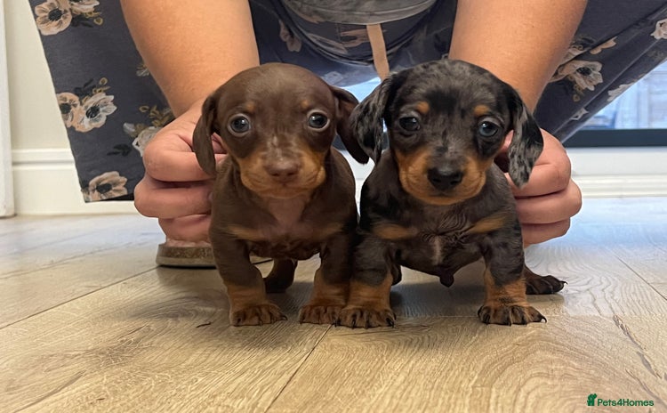 Miniature Dachshund dogs - Advert 11