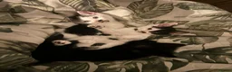 Mixed Breed cats for sale: 1 male kitten  - Advert 2