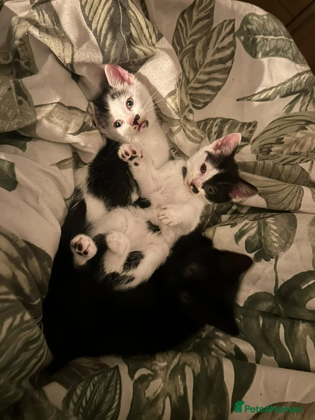 Mixed Breed cats for sale: 1 male kitten  - Advert 2