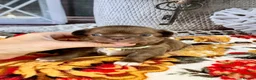 Chihuahua dogs for sale: 🤎 Exotic KC LC chocolate chihuahuas 🤎 - Advert 13