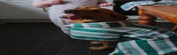 Labrador Retriever dogs for sale: Stunning Fox Red Labrador – 14 Months Old in Leigh - Advert 6