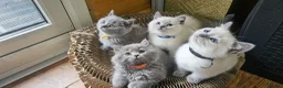British Shorthair cats for sale: Colourpont bsh - Advert 5