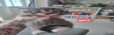 Domestic Shorthair Kitten 5