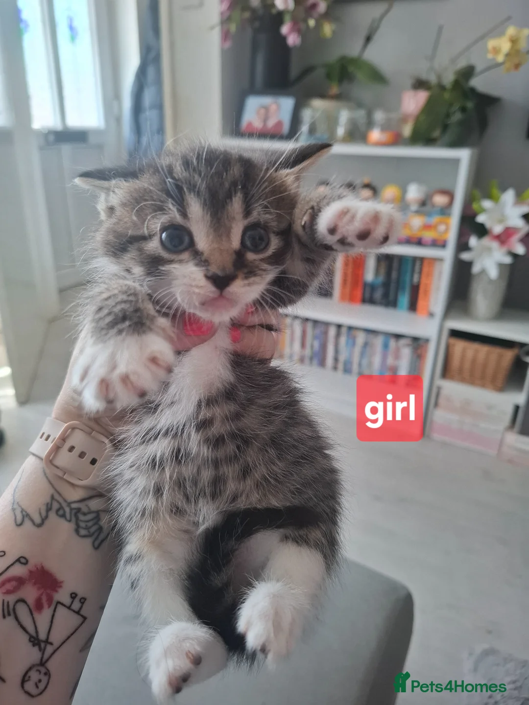 Domestic Shorthair cats for sale: Kittens - Advert 2
