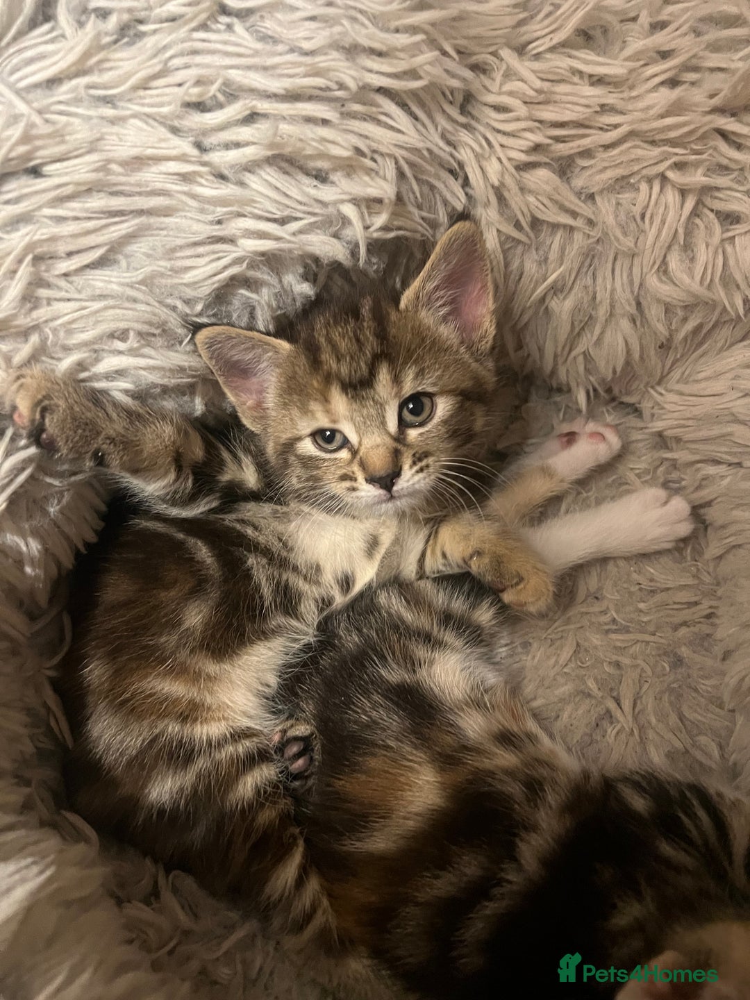 Mixed Breed cats for sale:  Beautiful Kittens for Sale – 2 Boys & 2 Girls 🐾 - Image 12