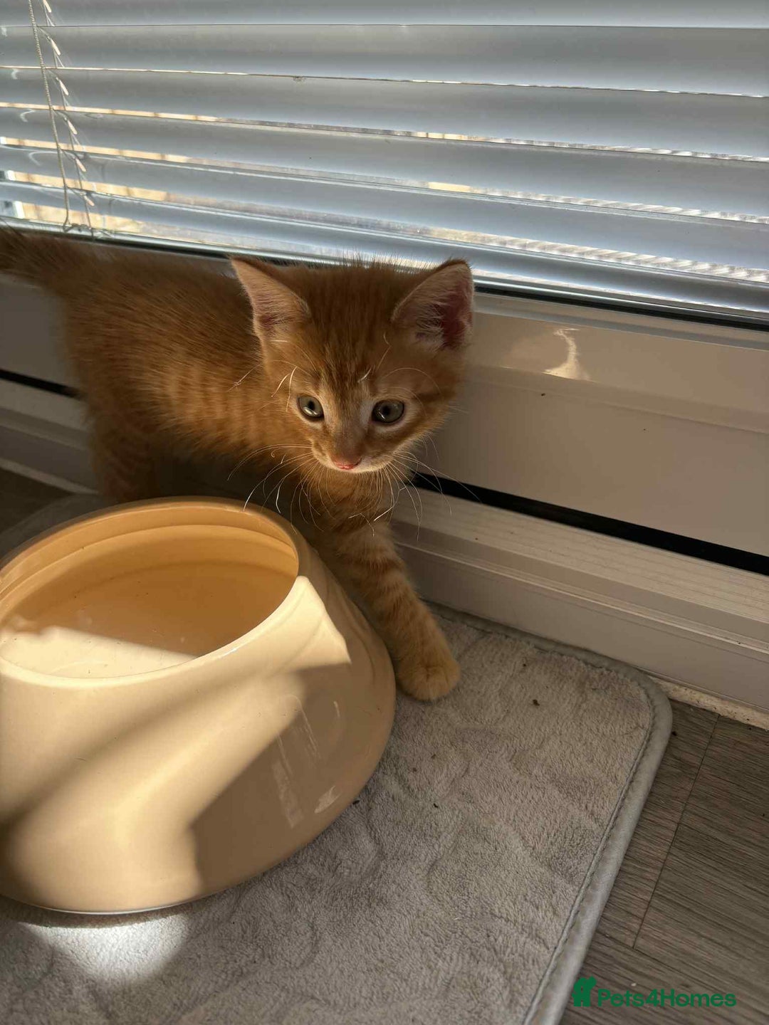 Mixed Breed cats for sale: 3 Gorgeous kittens For Sale - Image 10