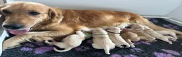 Golden Retriever dogs for sale: KC beautiful Golden Retriever puppies - Advert 4