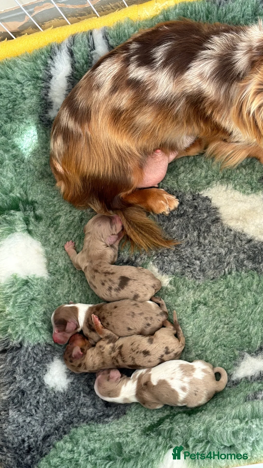 Miniature Dachshund dogs for sale: Mini long haired dachshund  in Maidstone - Advert 2