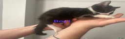 Domestic Shorthair cats for sale: Four beautiful 8 week old kittens for sale - Advert 12